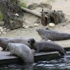 Gewone zeehonden